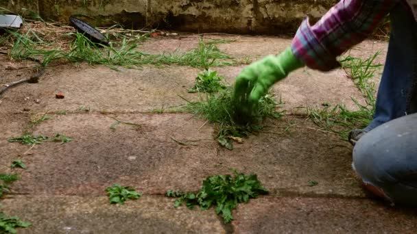 Woman Removes Dandelion Weeds Path Garden Slow Motion Selective Focus — 图库视频影像