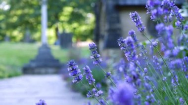 Lavender purple flowers grow in English church yard wide zoom shot selective focus