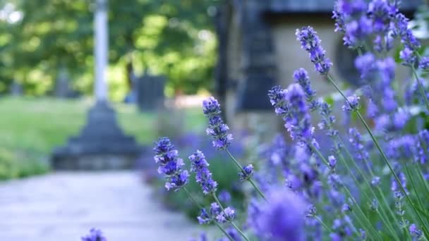 Lavender Purple Flowers Grow English Church Yard Wide Zoom Shot — ストック動画