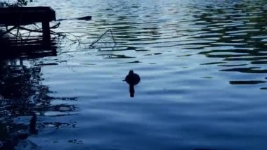 Solitary coot on lake at dusk wide slow motion shot zoom selective focus 