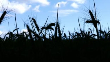 Field of wheat plant silhouette in farmland against blue sky medium dolly zoom shot slow motion selective focus
