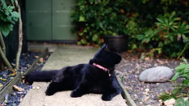 Симпатичный Черный Кот Отвлекается Саду Средний Зум Снимок Замедленной Съемки — стоковое видео