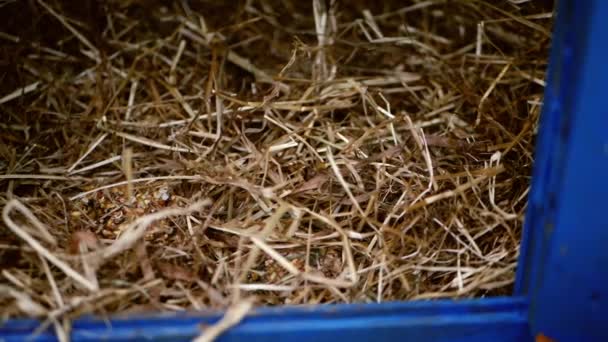 Hen Coup Filled Straw Hay Bedding Medium Panning Shot Selective — Wideo stockowe