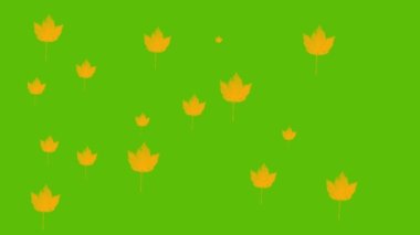 Colorful Autumn leaves on bright green background animation
