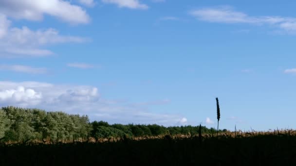 Solitary Wheat Plant Grows High Farmland Blue Sky Wide Dolly — Vídeos de Stock