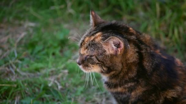 Curious Calico Cat Looks Camera Portrait Medium Shot Slow Motion — Vídeo de Stock