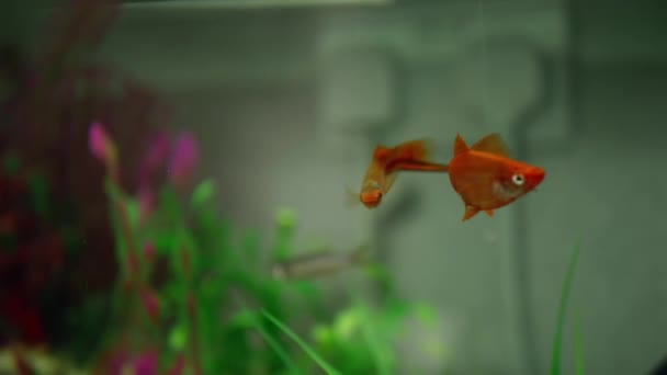 Goldfish Swimming Home Aquarium Tank Medium Shot Slow Motion Selective — Stock Video