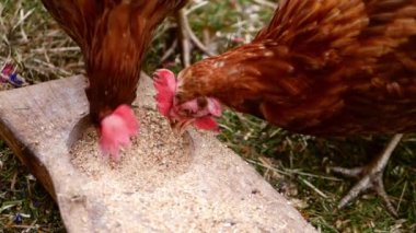 Hen feeds on grains medium shot slow motion medium selective focus