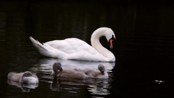 Swan Young Cygnet Float River Float Medium Slow Motion Shot — Stockvideo