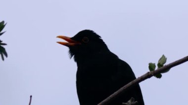 Karatavuk İngiliz kuşu ağaç dallarına tünemiş şarkı söylüyor yavaş çekimde yakın çekim seçici odaklanma