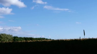 Solitary wheat plant grows high in farmland against blue sky wide dolly 4k shot slow motion selective focus