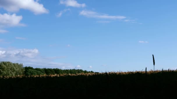 Solitary Wheat Plant Grows High Farmland Blue Sky Wide Dolly — Vídeos de Stock