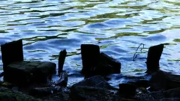 Wooden Logs Lake Dusk Medium Slow Motion Zoom Shot Zoom — Stockvideo