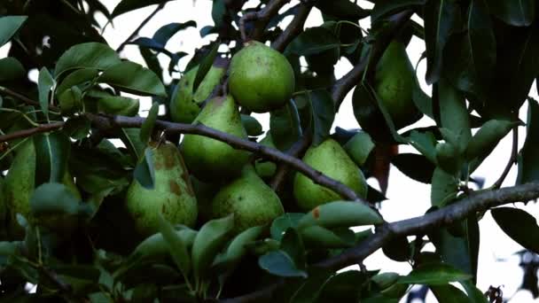 Ripe Pears Hang Tree Medium Slow Motion Shot Selective Focus — Stockvideo