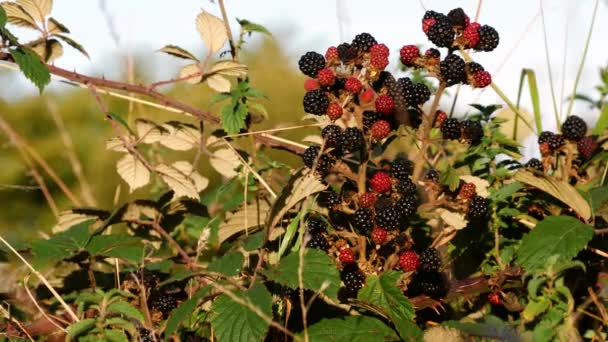 Wild Blackberries Ripening Bush Medium Shot Slow Motion Selective Focus — 비디오