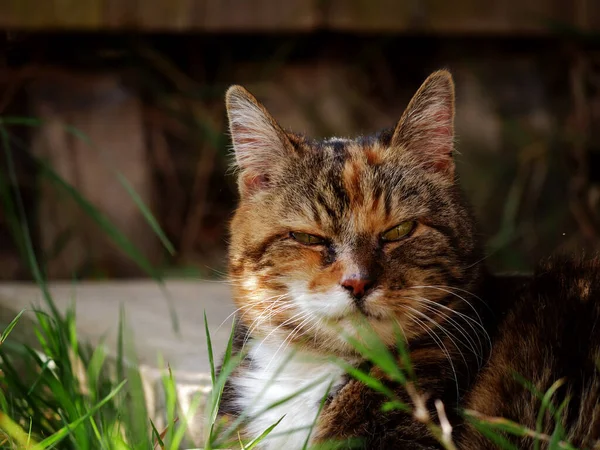 Calico cat looks into distance portrait medium shot selective focus