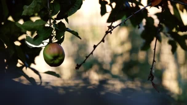 Solitary Apple Hangs Tree Bokeh Background Slow Motion Zoom Medium — 图库视频影像