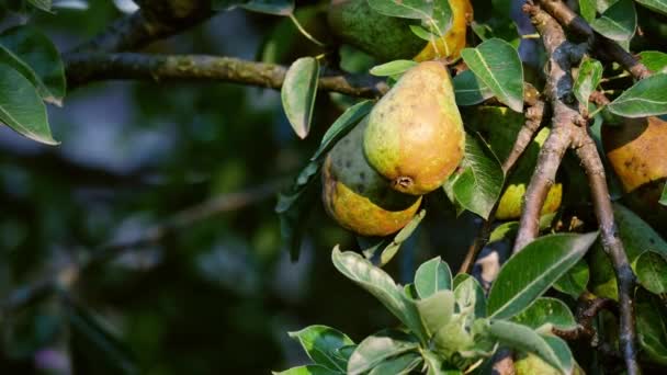 Ripe Pears Hang Tree Orchard Medium Slow Motion Medium Shot — Stockvideo