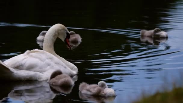 Swan Young Cygnet Float River Float Medium Slow Motion Shot — Stockvideo