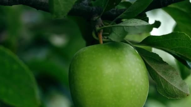 Manzana Verde Madura Cuelga Árbol Cerca Enfoque Selectivo Cámara Lenta — Vídeos de Stock