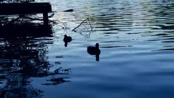 Coots Berenang Danau Senja Lebar Gerakan Lambat Zoom Shot Selektif — Stok Video