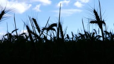 Field of wheat plant silhouette in farmland against blue sky medium dolly zoom shot slow motion selective focus