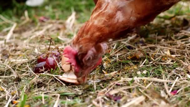 Hen Feeds Broken Eggs Farmyard Medium Shot Slow Motion Selective — Stock Video