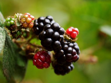 Çalının üzerinde olgunlaşan yabani böğürtlenler. Makro çekim odaklı.