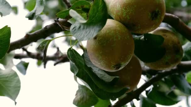 Reife Birnen Hängen Von Einem Baum Obstgarten Nahaufnahme Shot Selektiver — Stockvideo