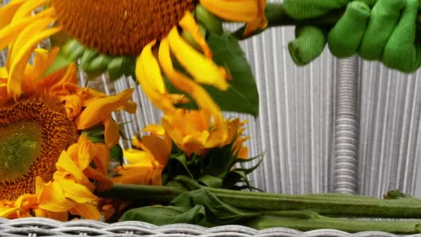 Gardener Giant Sunflower Medium Shot Slow Motion Selective Focus — Stock Video