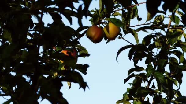 Яблука Звисають Дерева Тлі Блакитного Неба Середній Повільний Рух Постріл — стокове відео