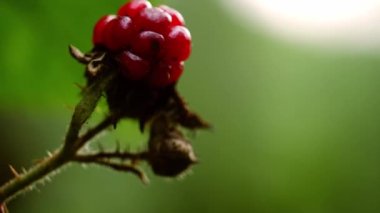 Çalının üzerinde olgunlaşan yabani böğürtlenler. Makro zoom yakın çekim seçici odak noktası.