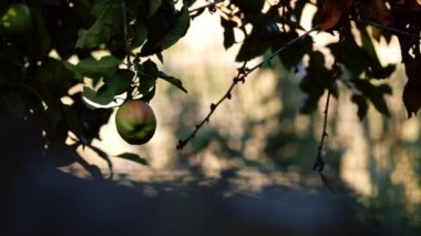 Bokeh arkaplanındaki bir ağaçtan sarkan yalnız elma. Yavaş çekim 4k seçici odak noktası.