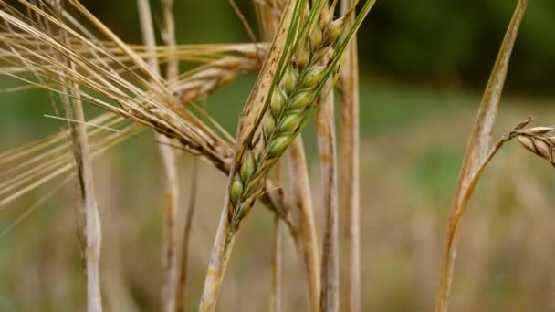 Pšenice Zemědělci Pole Vysychá Létě Makro Záběr Zpomalení Selektivní Zaměření — Stock video