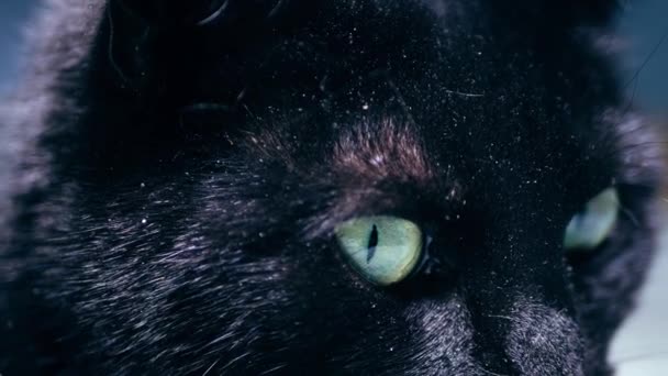 Svart Katt Med Gröna Ögon Närbild Skott Slow Motion Selektivt — Stockvideo