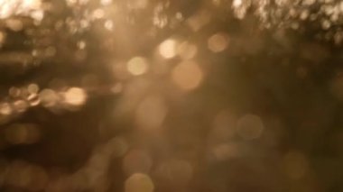 Altın gün batımında çimenler ışık ve bokeh arka plan seçici odaklı