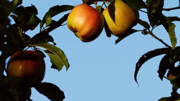 Apples Hang Tree Blue Sky Medium Slow Motion Zoom Shot — Vídeos de Stock