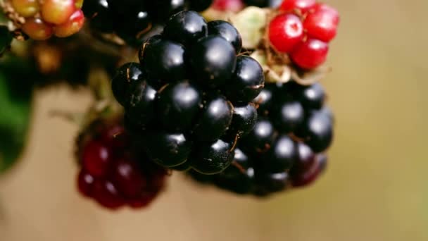 Wild Blackberries Ripening Bush Close Macro Shot Selective Focus — Stock Video