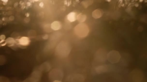 Gras Gouden Zonsondergang Met Licht Bokeh Achtergrond Medium Shot Selectieve — Stockvideo