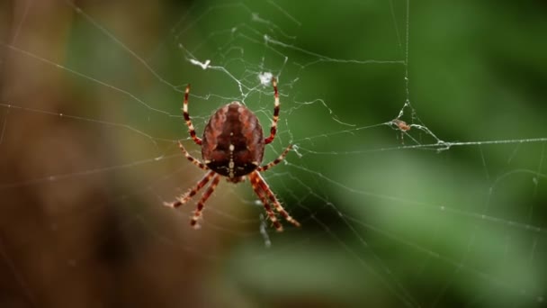 Spinne Einem Spinnennetz Makro Zeitlupe Selektiver Fokus — Stockvideo