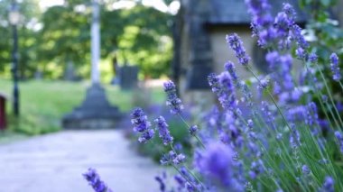 Lavanta mor çiçekleri İngiliz kilise avlusunda yetişir geniş 4k kule seçici odak noktası