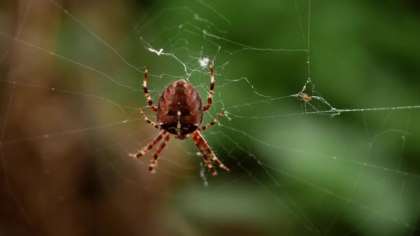Spider Una Telaraña Macro Cámara Lenta Enfoque Selectivo — Vídeo de stock