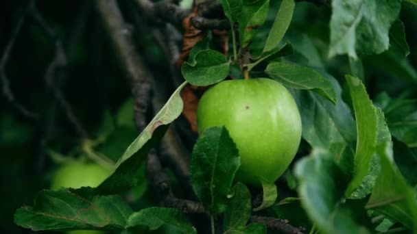 熟した緑のリンゴは木の中からハング4Kスローモーション選択的フォーカス — ストック動画