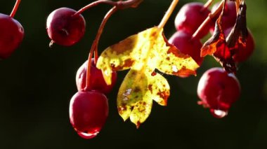 Sonbahar yaklaştıkça Hawthorn Berry yavaş çekim seçici odak noktası yakın çekim 