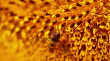 Ayçiçeğindeki uçan sinek tam çiçeklenirken makro yavaş çekim seçici odak noktasını kapat