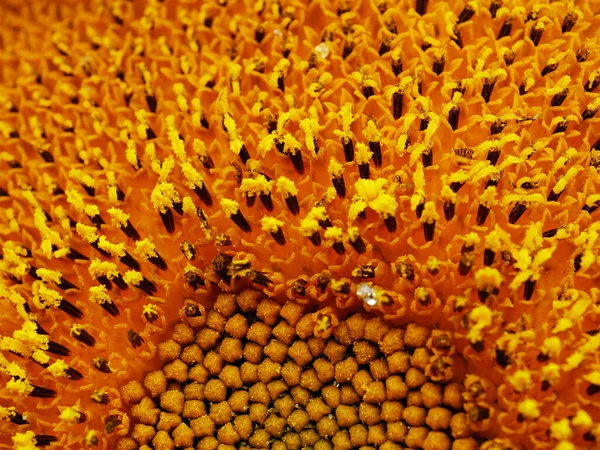 Solros Full Blom Närbild Makro Selektivt Fokus — Stockfoto