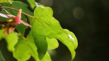 Ağaç bokeh arkaplanındaki yemyeşil yapraklar yavaş çekim seçici odak noktasını kapat