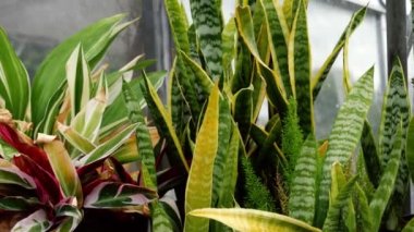 Uzun otlar ve bitkiler verimli serada yetişir. Dolly 4k seçici odak noktası.