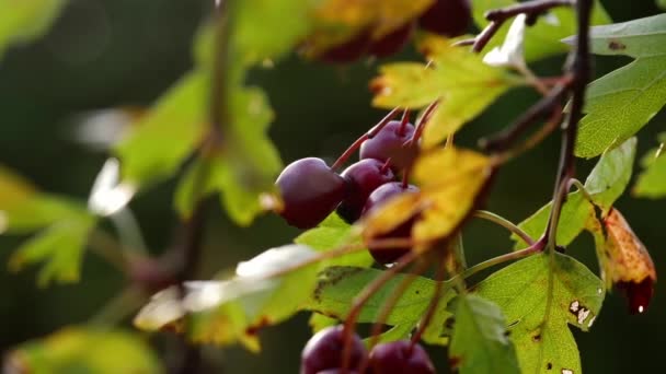 호두나무 열매가 가을이다가 있습니다 강수량의 — 비디오