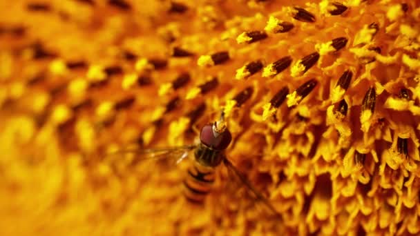 Schwebfliege Auf Sonnenblume Voller Blüte Nahaufnahme Makro Zeitlupe Zoom Selektiver — Stockvideo